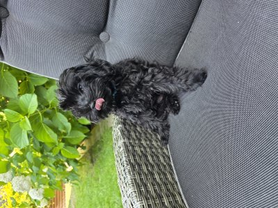 2026-07-25 Alfie 04.jpg